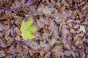 A fallen maple leaf on others leaves in autumn