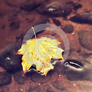 Fallen maple leaf. Rotten yellow orange dotted maple leaf in cold water of mountain stream. C