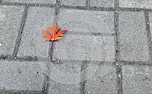 Fallen maple leaf on sidewalk, autumn