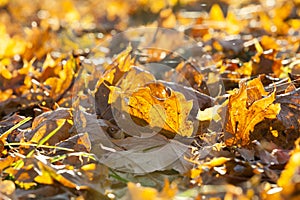 Fallen maple leaves