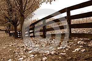 Fallen Maple Leaves Along Fence in Rural Area in Autumn  (Sepia)