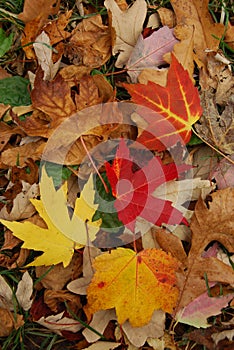 Fallen maple leaves in Canada