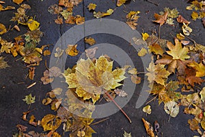 fallen maple leaves covering the road