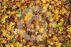 Fallen maple leaves.