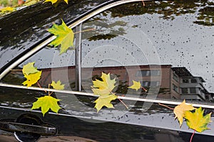 Fallen maple leaves stuck to  window and door of black car