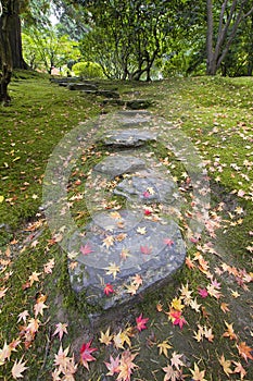 Fallen Maple Tree Leaves on Stone Steps and Moss