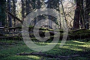 Fallen Moss Covered Tree Trunks in a Forest in Springtime