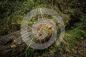 Fallen trunk in the middle of the forest