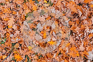 Fallen oak autumn leaves in a forest clearing