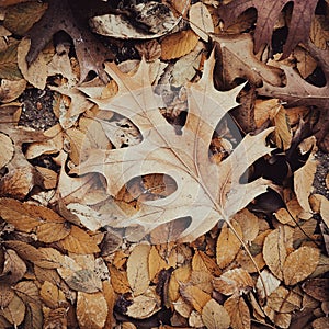 Fallen Oak Leaf in Brown Autumn Color surrounded by various other Leaves