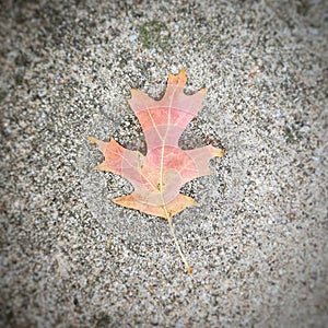 Fallen Oak Leaf in Fall Color lying on concrete pavement