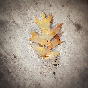 Fallen Oak Leaf in Fall Color lying on concrete pavement