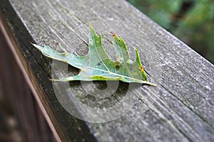 Fallen oak leaf on old wooden railing