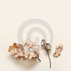 Fallen oak leaves and acorn caps on a beige background flat lay. Autumn monochrome concept with copy space