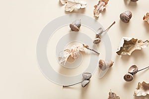 Autumn monochrome flat lay pattern with copy space. Fallen oak leaves, acorns and acorn caps on a beige background.