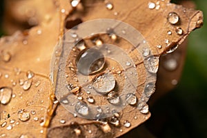 Fallen oak leaves with dew. Autumn oak leaves.water drops on fall oak leaves closeup. Dry Autumn Oak Leaf Covered by Water Drops