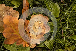 Fallen oak leaves with dew. Autumn oak leaves.water drops on fall oak leaves closeup. Dry Autumn Oak Leaf Covered by Water Drops