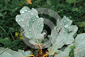 Fallen oak leaves with dew. Autumn oak leaves. water drops on the leaves of a tree close-up