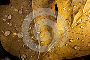 Fallen oak leaves with dew. Autumn oak leaves.water drops on fall oak leaves closeup. Dry Autumn Oak Leaf Covered by Water Drops