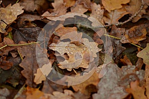 Fallen oak leaves with dew drops