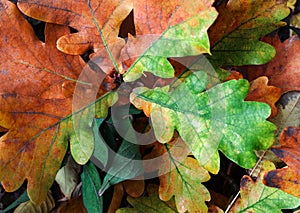 Fallen oak leaves form a pattern of orange and green leaves.