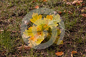 fallen oak leaves lit by sun on surface of ground in forest of urban park in sunny autumn day. Macro