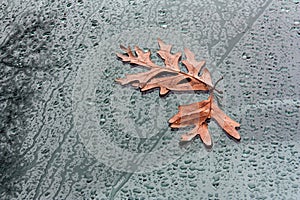 Fallen Oak Leaves on Windshield