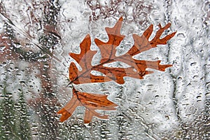 Fallen Oak Leaves on Windshield