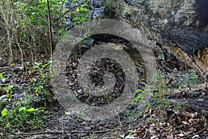 Fallen Oak tree.