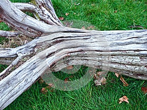 Fallen Old Dry Dead Tree Log. Nature Age