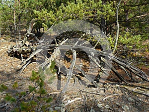 fallen old dry tree in a young pine forest