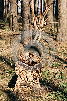 Fallen Old Pine Tree Trunk. Windfall In Forest. Storm Damage. Fallen Tree In Coniferous Forest After Strong Hurricane