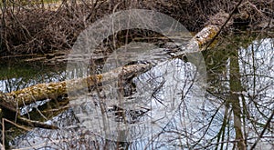 Fallen tree across stream with group of turtles sunning themselves