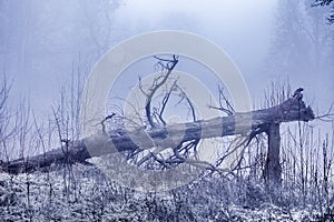 Fallen old tree lies in a terrible dark forest during the fog. Foggy nature