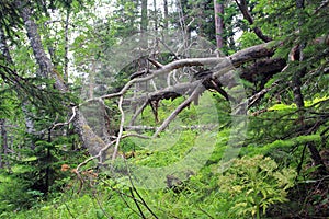 Fallen old tree in the Siberian taiga. Krasnoyarsk Region. Russia