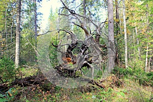 Fallen old tree in the Siberian taiga. Krasnoyarsk Region. Russia