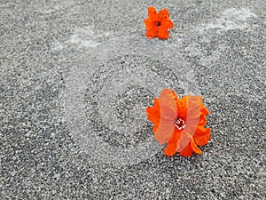 Fallen orange flower on the floor