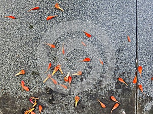 Fallen orange flower petals