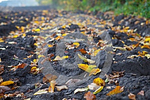 Fallen orange leaves lie on the black earth