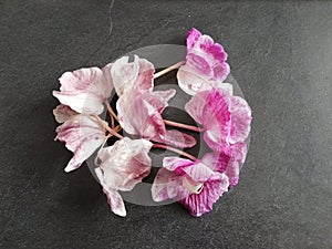 Fallen orchid leaves on the table
