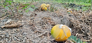 fallen overripes orange fruits caused by insects