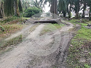 Fallen palm tree blocking the rural dirt road.