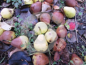 Fallen pears - Moose Jaw photo