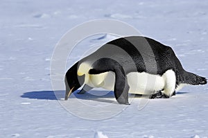 Fallen penguin