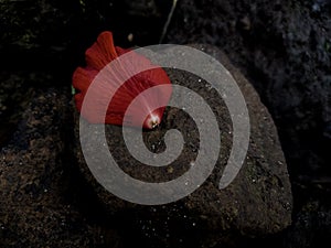 Fallen petal of a red hibiscus flower on a rock