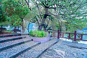 Fallen petals lie in profusion-Nanchang Mei Lake Scenic Area