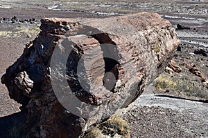 Fallen Petrified Log Balancing in the Desert