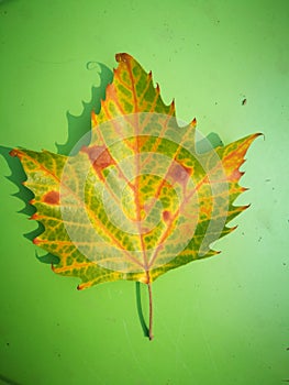 Fallen Phoenix tree leaf lying on green board