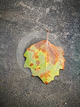 Fallen Phoenix tree leaf lying on ground