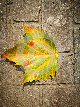 Fallen Phoenix tree leaf lying on the ground